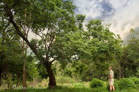 Image result for Bridelia micrantha