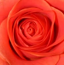 Check spelling or type a new query. I Love Georgia O Keeffe S Work Can I Do Anything Similar Flickr