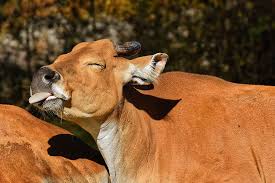 Tenemos todos las categorías para psp. Banteng Daging Sapi Bos Javanicus Liar Kebun Binatang Hellabrunn Potret Hewan Alam Hewan Liar Hewan Pxfuel