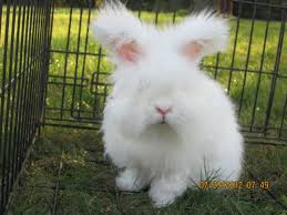 A great source of english angora information, including details on grooming, can be found here: The English Angora An Overview The Angora Rabbit