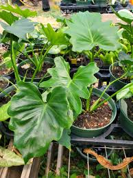 Image result for Thaumatophyllum bipinnatifidum