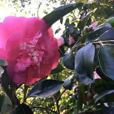 Elena Nobile It Is Medium Sized Flame Red In Color With Profuse Double Blooms Late Blooming Bloom Flowers Rose