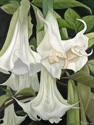 Angel trumpets are closely related to potato, tomato, eggplant, petunia and tobacco. Angel Trumpet Painting By Miranda Philbin