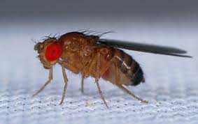 Know the signs of a fly infestation and how to get rid of flies at your home or business premises. Blog Pest Control For Flies Huntersville Exterminators