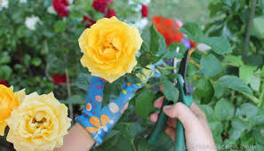 Dies ist der ideale zeitpunkt um zu erkennen, wie ihre rosen den winter überstanden haben. Rosen Schneiden Praktische Tipps Fur Schon Bluhende Rosen