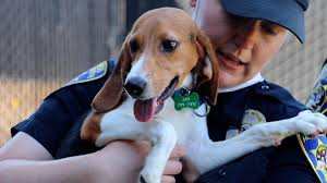 Over 100 Beagles Rescued From Mass Breeding Facility
