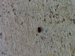 Identification Insecte A Carapace Dans La Maison