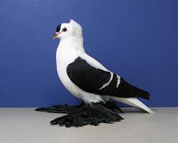 Black And White Pigeon Pictures Black White Bar Fairy Swallow Pigeon Breeds Pigeon Pictures Pigeon