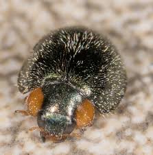 Image result for Exochaenium