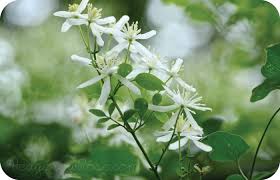 The four petal clematis flowers are sweetly fragrant. Growing Clematis Terniflora Paniculata Or Sweet Autumn Clematis Sweet Autumn Clematis Autumn Clematis Clematis