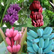 The fruit has aromatic soft and sweet flesh. Bandaris Horticulture Rare Banana Purple Red Pink Blue Mix Musa Dwraf Plant Seed Price In India Buy Bandaris Horticulture Rare Banana Purple Red Pink Blue Mix Musa Dwraf Plant Seed Online At Flipkart Com
