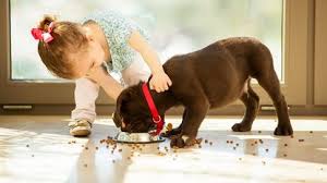 As much as we may love thinking about our dog's personality, we cannot impose human morality on them. Can Puppies Eat Adult Dog Food Chicago Tribune