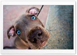 Pin By Alexandra Perez On Pets Lovers Funny Dog Pictures Weimaraner Dogs Pet Dogs