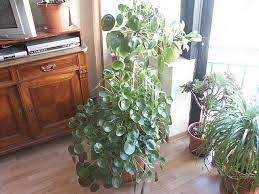 Pilea Peperomioides The Chinese Money Plant Is An Ideal Houseplant As It Is Pretty Undemanding Fast Growing And Leafy Chinese Money Plant Plants Houseplants