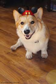 Cute Corgi Wearing A Mickey Mouse Hat Cute Corgi Disney Pets Disney Cosplay