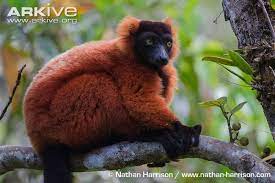 Red Ruffed Lemur Red Ruffed Lemur Videos Photos And Facts Varecia Rubra Arkive Endangered Animals Lemur Mammals