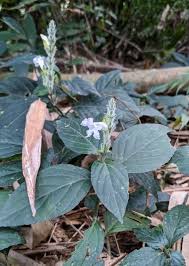 Image result for Kotschya strobilantha