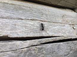 We did not find results for: What To Do When You Spot A Carpenter Ant In Your Home