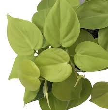 Lemon Lime Vining Heartleaf Philodendron Easy To Grow 4 Pot Easyhouseplants Philodendron Philodendron Plant Easy House Plants