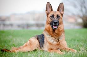 A cross between a purebred german shepherd and a rottweiler goes by several names. German Shepherd Rottweiler Mix Breed Info Facts Pictures All Things Dogs All Things Dogs