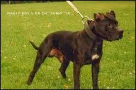 Pitbull Dog American Pitbull Terrier Pitbulls Pitbull Puppies