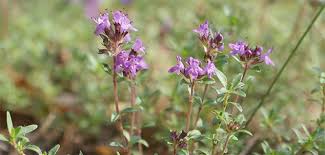 Kekik yağı nasıl yapılır, kekik yağı yapılan araştırmalar neticesinde sağlık açısından oldukça önem arz etmektedir. Kekik Yagi Neye Iyi Gelir Kekigin Faydalari Nelerdir Nasil Kullanilir