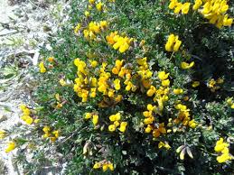 Image result for Lotus namulensis