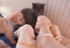 Ungrateful Don T Bite The Hand That Feeds You Quotes 32 Cats Who Are Way Too Curious For Their Own Good Cute Animals Dog Cat Funny Cat Videos