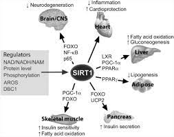 Nutrient Bioavailability An Overview Sciencedirect Topics