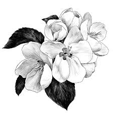 Here you can explore hq flower black and white transparent illustrations, icons and clipart with filter setting like size, type, color etc. 259 120 Black And White Flower Cliparts Stock Vector And Royalty Free Black And White Flower Illustrations