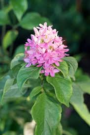 Image result for Ruspolia australis