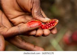 Image result for Cola chlamydantha