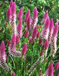 30 Celosia Spicata Flamingo Feather Heirloom Wheat Etsy In 2020 Celosia Flower Flower Seeds Annual Plants