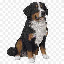 How to draw a dog. Bernese Mountain Dog Png Images Pngwing