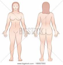 In front of the fascia are the abdominal muscles and skin. Female Body Woman Vector Photo Free Trial Bigstock
