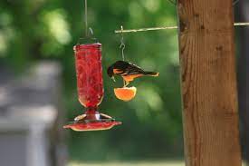 Yes, you can safely feed the birds grape jelly. Orioles Can T Resist This Oriole Nectar Recipe Birds And Blooms