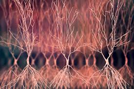 @betterelec еще ничего не твитнул(а). Better Memory Through Electrical Brain Ripples Buzsaki Lab