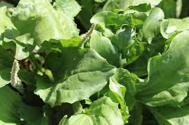 Image result for Plantago palmata