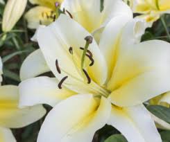We did not find results for: The Meaning Of Popular Funeral Flowers Osbornes Funeral Directors