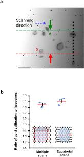 Replace the phrases in italics with the idioms in the correct form. Quantification Of Nanoparticles Using Gold Particle Calibration A Download Scientific Diagram