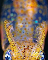 Image result for Clutia pulchella