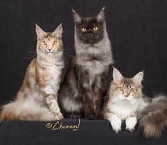 We have some tips and advice to help you find these cats for sale from a trusted breeder in your area. Maine Coon Biggest Cat Breed Hexopict Wall Ideas