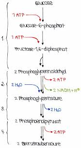 Atp ist die universelle speicherform für chemische energie in zellen. Stoffwechsel Glycolyse