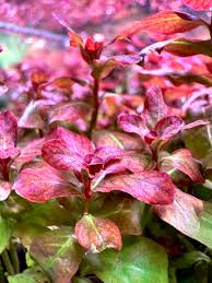 Image result for Ludwigia senegalensis