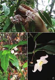 A Hoya Evelinae Simonsson Rodda Inflorescences With Multiple Flowers Download Scientific Diagram
