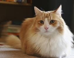 Medication merely shrinks the size of the cancer in the gland. Feline Hyperthyroidism A Treatable Condition Texas A M Veterinary Medical Diagnostic Laboratory