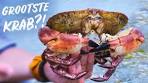 Hoe hard knijpt een Noordzeekrab? | Hilmar op Seafari - YouTube