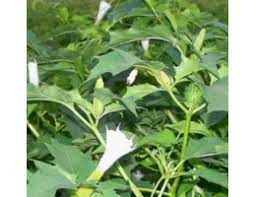 Image result for durman obecný květ