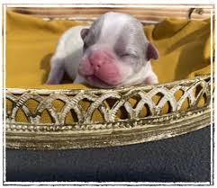 2 mädchen und 2 rüden 1 mädchen und ein rüde wir haben zwei deckrüden. Franzosiche Bulldoggen Aus Dortmund Franzosische Bulldoggen