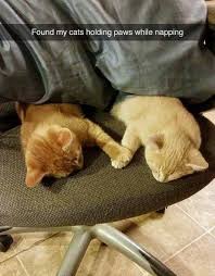 Cats Holding Paws While Napping Trenduso Holding Holdinghands Hand Hands Paw Paws Cat Cats Cute Adora Cute Animals Funny Animal Pictures Animals